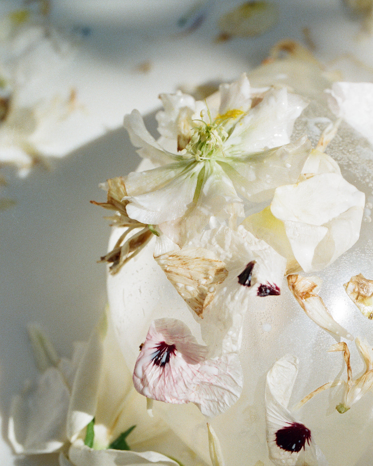 White petals and dried blooms frozen into a block of ice